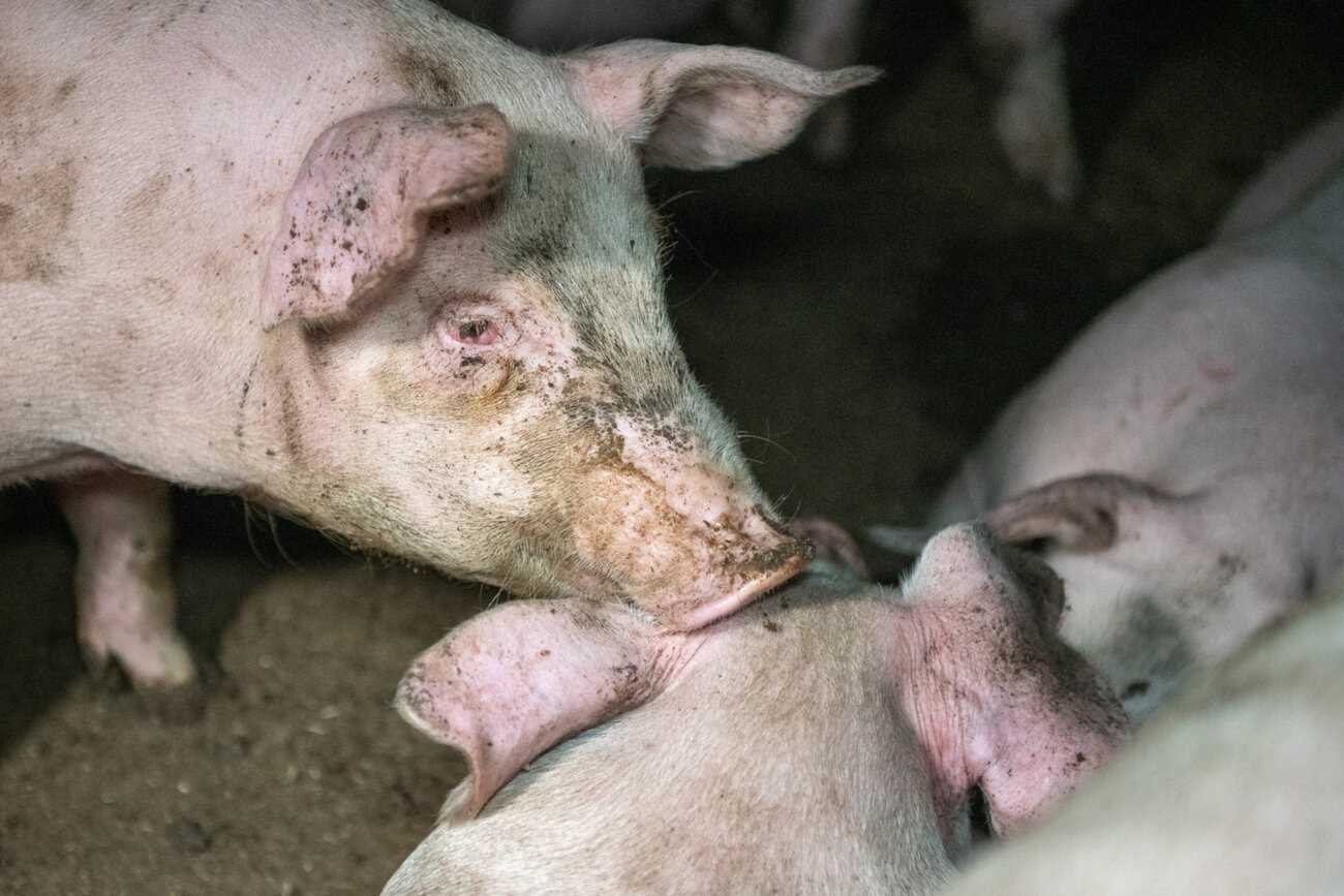Punoittavasilmäinen sika koskee kärsällään toisen sian päätä